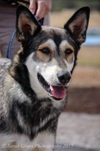 Dog Rescue: Kitu came in with a sevear leg injury. Thanks to public donations, Kitu was able to have his leg fully repaired. Kitu's fund helps the public find funding for their medical needs.