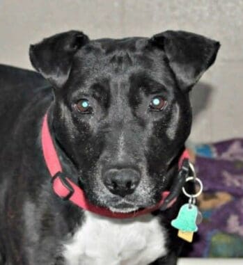 seniors-for-seniors-2