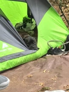 Dogs on a camping trip