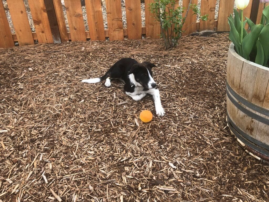 He loves chilling in the yard after a game of ball.