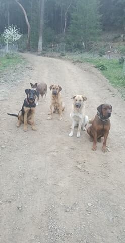 The yellow dog in the middle is buster, the two dogs on the right are the mom and dad