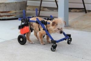 Chia, Senior special needs dog