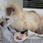 Foster senior and special needs rescue dogs