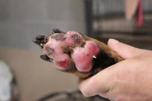 Presley's Burned paw