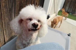 Foster senior and special needs rescue dogs