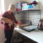 Foster senior and special needs rescue dogs