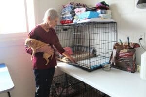 Foster senior and special needs rescue dogs