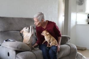 Foster senior and special needs rescue dogs