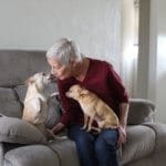 Foster senior and special needs rescue dogs