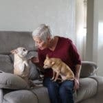 Foster senior and special needs rescue dogs