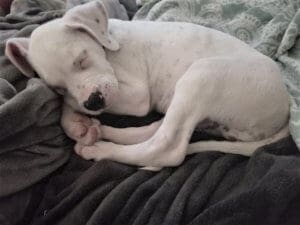 Ash Lava Fire Pup Finds Forever Home