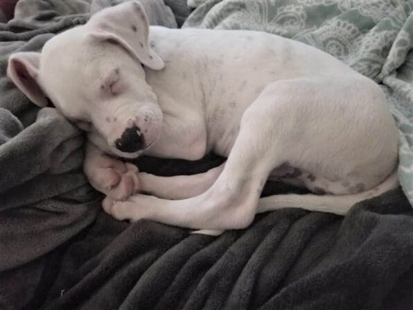 Ash Comes Home_1_by_Corbell