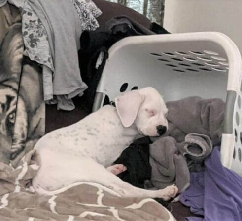 Ash Comes Home_2_by_Corbell