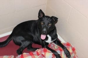 Adopt Lava Fire Survivor rescue Dog Paws