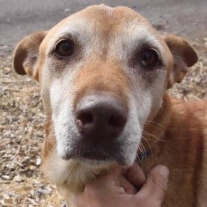 Annie, Rescue Ranch Dog of the Week
