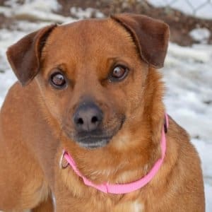 Merry, Rescue Ranch Dog of the Week