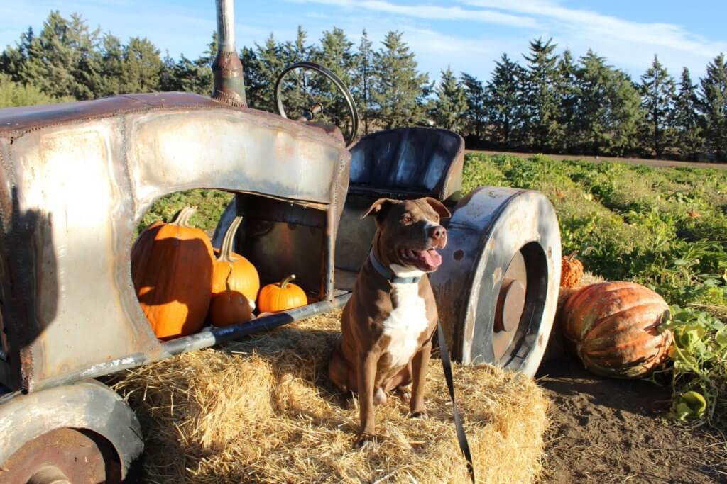 rescue Ranch Pitties in the pumpkin patch