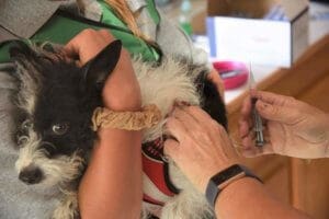 Responsible Dog Ownership: dog getting shot at Vaccination clinic