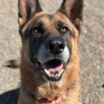 Remy, Rescue Ranch Dog of the Week