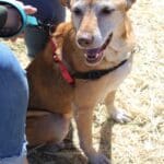 Annie, Rescue Ranch senior dog