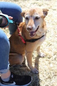 Annie, Rescue Ranch senior dog