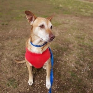 Annie, REscue Ranch Dog of the Week