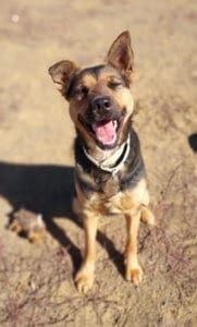 Pooh Bear, Rescue Ranch Dog of the Week