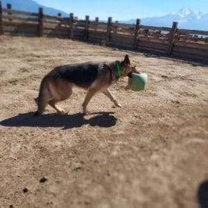 Adopt Cleo, Rescue Ranch Dog of the Week