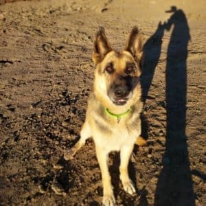 Adopt Cleo, Rescue Ranch Dog of the Week