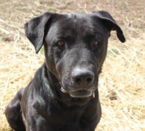 Penguin, Rescue Ranch Dog of the Week