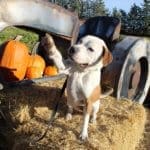 Olive, Rescue Ranch Dog of the Week