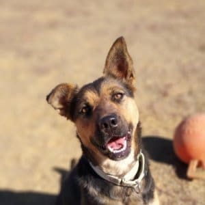 Pooh Bear, Rescue Ranch Dog of the Week