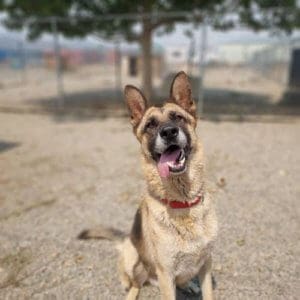 Remy, Rescue Ranch Dog of the Week