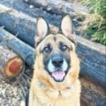 Remy, Rescue Ranch Dog of the Week
