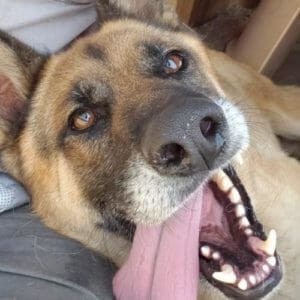 Remy, Rescue Ranch Dog of the Week