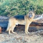 Remy, Rescue Ranch Dog of the Week