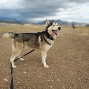 Rory, Rescue Ranch Dog of the Week