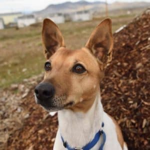 Two Bit, Rescue Ranch Dog of the Week