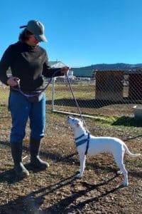 Gigi, Rescue Ranch Dog of the Week