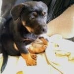 Become a Rescue Ranch Puppy Foster