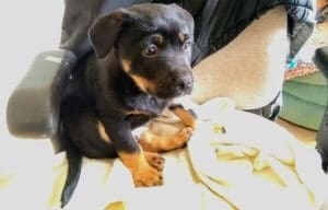 Become a Rescue Ranch Puppy Foster