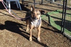 Bella at rescue Ranch socialization class