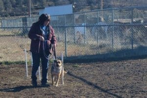 Rescue Ranch free weekly socialization classes