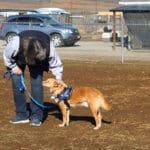 Blake, Rescue Ranch free weekly socialization classes