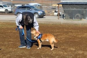 Blake, Rescue Ranch free weekly socialization classes
