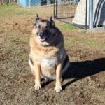 Java, Rescue Ranch free weekly socialization classes