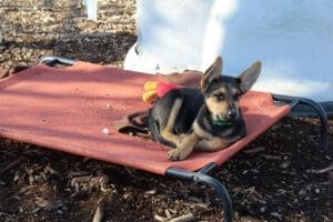 Adopt a a Rescue Ranch puppy