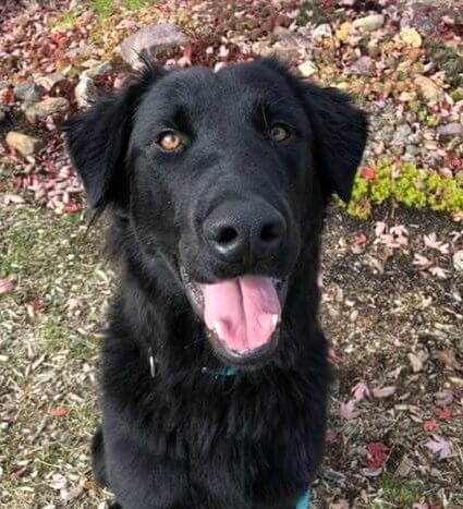 McGyver, Rescue Ranch Dog of the Week