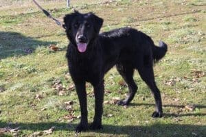 McGyver, Rescue Ranch Dog Of The Week