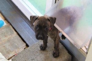 Become a Rescue Ranch Puppy Foster